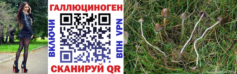 закладки  Новокубанск  ссылка на мегу маркетплейс  Галлюциногенные грибы MAGIC MUSHROOMS 